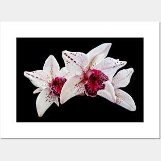 Orchid - Cymbidium Baltic Dew Freckle Face Posters and Art